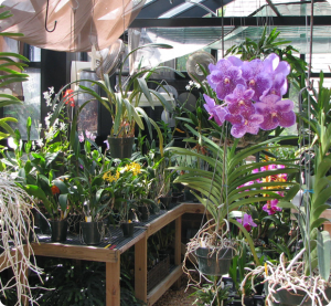 Inside Orchid Greenhouse