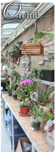 Orchid Greenhouse